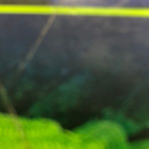 Meet your Posher, Bobby